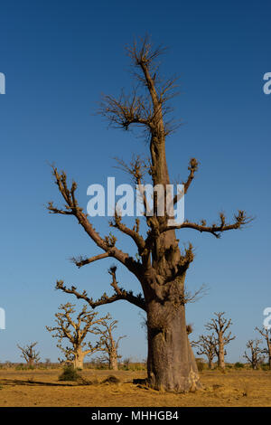 Adansonia digitata (Baobab), die am weitesten verbreitete der Adansonia Arten auf dem afrikanischen Kontinent, in den heißen, trockenen Savannen südlich der Sahara Afr gefunden Stockfoto