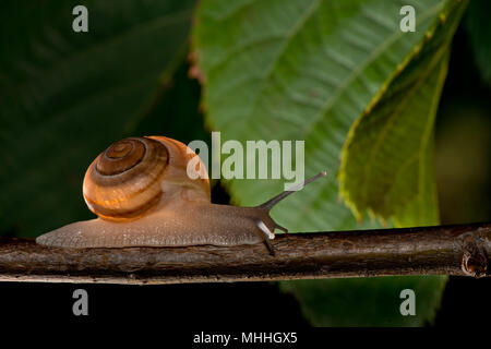 Schnecke auf einem Ast über grünes Blatt Hintergrund Stockfoto