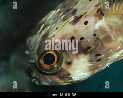 Ballon Diodon holocanthus) Fisch (Olympus Digitalkamera mit 100-mm-Makroobjektiv vor der Küste von Petit St. Vincent die Grenadinen Stockfoto