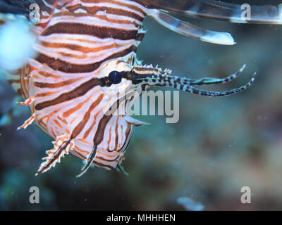 Rotfeuerfische (Pterois) Olympus Digitalkamera mit 100-mm-Makroobjektiv vor der Küste von Petit St. Vincent die Grenadinen Stockfoto