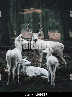 Porträt einer weiße Hirsche im Wald Stockfoto