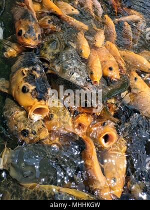 Bunte Fische im Teich in Feeding Frenzy Stockfoto