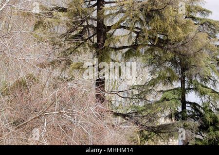 Zwei Pinien neben einem weißen Baum Stockfoto