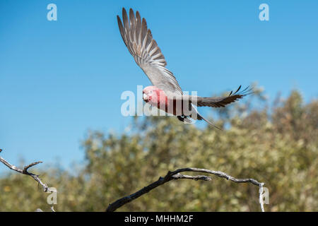 Australien rote und weiße Papagei cacatua in West Coast Bush Stockfoto