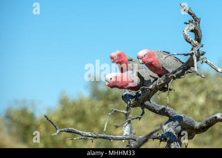 Australien rote und weiße Papagei cacatua in West Coast Bush Stockfoto