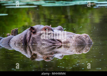 Hippopotamusin Krüger National Park, Südafrika; Specie Hippopotamus amphibius Familie der Hippopotamidae Stockfoto