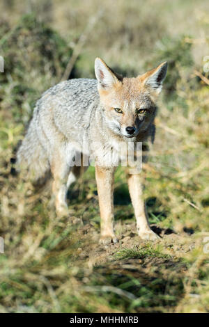 Gray Fox während der Jagd auf das Gras Hintergrund Stockfoto