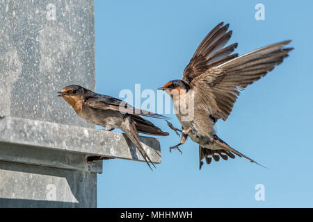 Landung swift auf dem tiefen blauen bewölkten Himmel schlucken Stockfoto