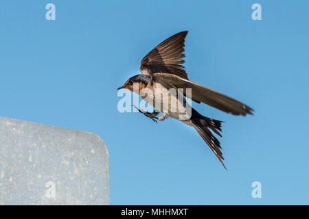 Landung swift auf dem tiefen blauen bewölkten Himmel schlucken Stockfoto