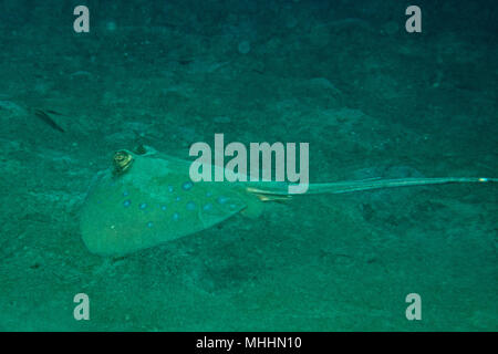 Blue Spotted ray Close up Augen Detail in Sipadan, Borneo, Malaysia Stockfoto