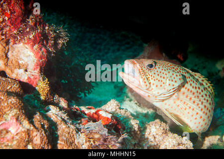 Ein grouper Nahaufnahme portrait in Raja Ampat in Papua, Indonesien Stockfoto