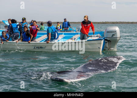 ALFREDO LOPEZ MATEOS - Mexiko - Februar, 5 2015 - Hände beim Streicheln und Berühren eines grauen Wal Mutter und Kalb Ruhestätte für das Melken Stockfoto