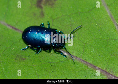 Blau metallic Käfer Nahaufnahme Makro auf grünes Blatt Stockfoto