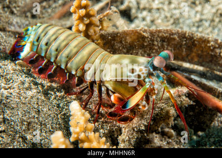 Mantis Lobster Eier in seinem Nest verteidigen. Stockfoto