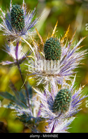 Giant Sea Holly, 'Miss Ghost's Wilmot" in einem alpinen Wiese. Stockfoto