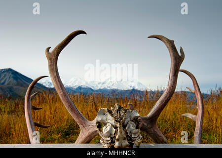 Alaska Denali Park Mc Kinley über Elch Rotwild Hörner gerahmt Stockfoto