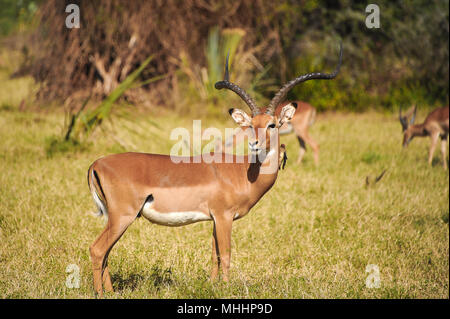 Impala (Aepyceros melampus) männlich steht vor der Kamera mit einem Red-billed oxpecker an seinem Hals thront. Schöne Szene in einer Savannenlandschaft Stockfoto