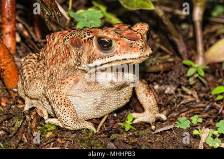 Indonesien frog Close up Portrait Stockfoto