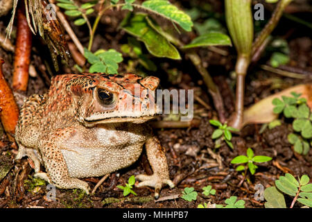 Indonesien frog Close up Portrait Stockfoto