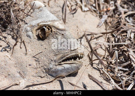 Detail von Sand bedeckt tote Fische Stockfoto