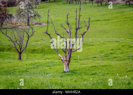 Einen toten Baum auf einer grünen Wiese in der Weinregion Markgräferland. Die Region ist bekannt für seine Weinberge und oft von Deutschen der Toskanischen genannt Stockfoto