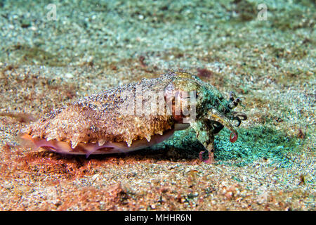 Ändern der Farben sepie Flamboyant sepia Unterwasser Stockfoto
