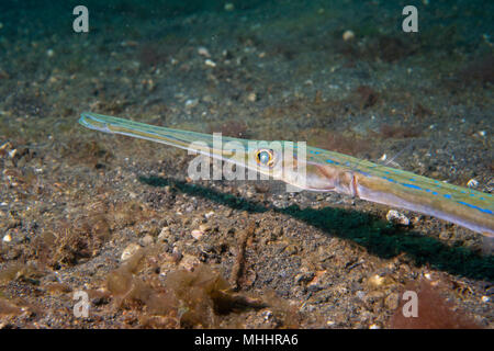 Cornet Fisch Fistularia commersonii Unterwasserwelt hautnah Auge Makro Detail Stockfoto