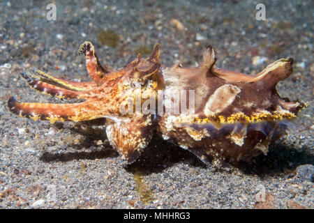 Ändern der Farben sepie Flamboyant sepia Unterwasser Stockfoto