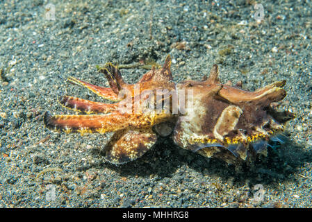 Ändern der Farben sepie Flamboyant sepia Unterwasser Stockfoto
