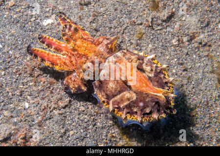 Ändern der Farben sepie Flamboyant sepia Unterwasser Stockfoto
