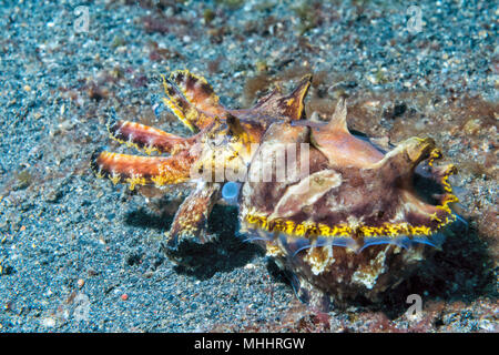 Ändern der Farben sepie Flamboyant sepia Unterwasser Stockfoto