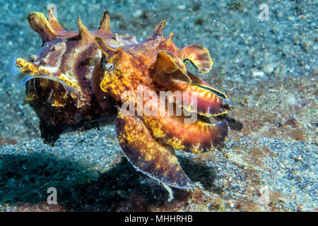 Ändern der Farben sepie Flamboyant sepia Unterwasser Stockfoto