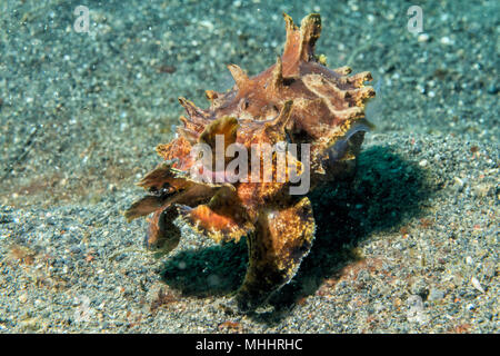 Ändern der Farben sepie Flamboyant sepia Unterwasser Stockfoto