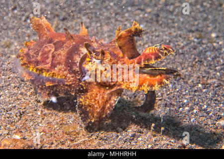 Ändern der Farben sepie Flamboyant sepia Unterwasser Stockfoto