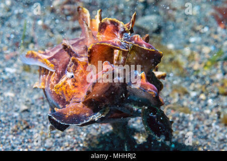 Ändern der Farben sepie Flamboyant sepia Unterwasser Stockfoto