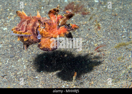 Ändern der Farben sepie Flamboyant sepia Unterwasser Stockfoto