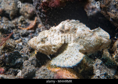 Weiß scorpion Fisch Portrait auf Schwarz lembeh Indonesien sand Stockfoto