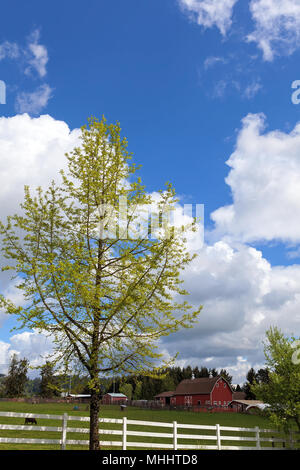 Kuh Beweidung auf die grüne Weide durch Rote Scheune in ländlichen Clackamas Oregon Stockfoto