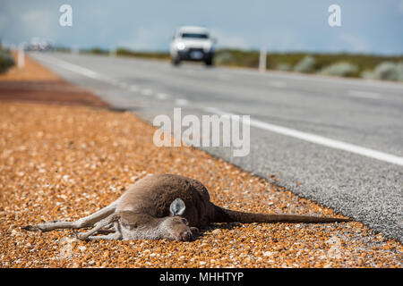 Totes Känguruh auf einer Straße in West Australien Stockfoto