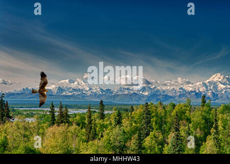 Einen Drachen eagle Osprey auf der Alaska tief blauen Himmel Hintergrund Stockfoto