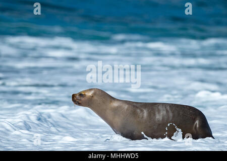 Patagonia sea lion portrait Dichtung am Strand Stockfoto