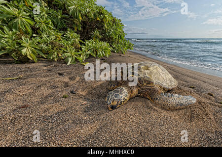 Grüne Schildkröte beim entspannen am Sandstrand Stockfoto