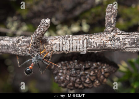 Giant Bulldog Ant Myrmecia brevinoda von Australien tötet es Beute durch Stechen es Opfer zu Tode Stockfoto