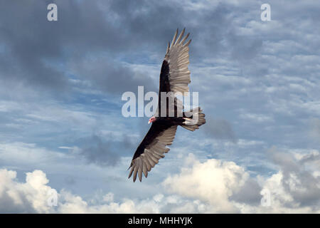 Patagonien condor Geier, Bussarde fliegen in den tiefblauen Himmel Stockfoto