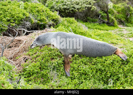 Australische Seelöwen schlafen auf einem Busch in Kangaroo Island Stockfoto