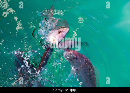 Red Snapper Fischen beim Essen auf der Meeresoberfläche Stockfoto