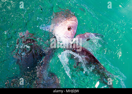 Red Snapper Fischen beim Essen auf der Meeresoberfläche Stockfoto