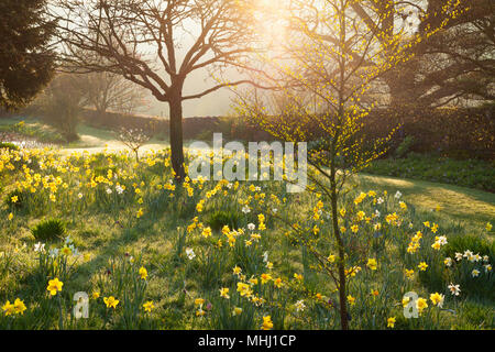 Felley Priory Gardens, Felley Priory, Underwood, Nottinghamshire, Großbritannien. Feder, April 2018. Stockfoto