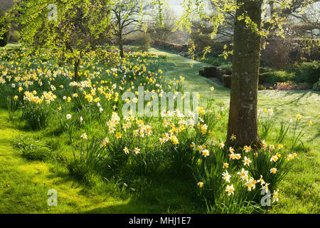 Felley Priory Gardens, Felley Priory, Underwood, Nottinghamshire, Großbritannien. Feder, April 2018. Stockfoto