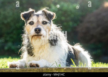 Jack Russell Terrier Stockfoto